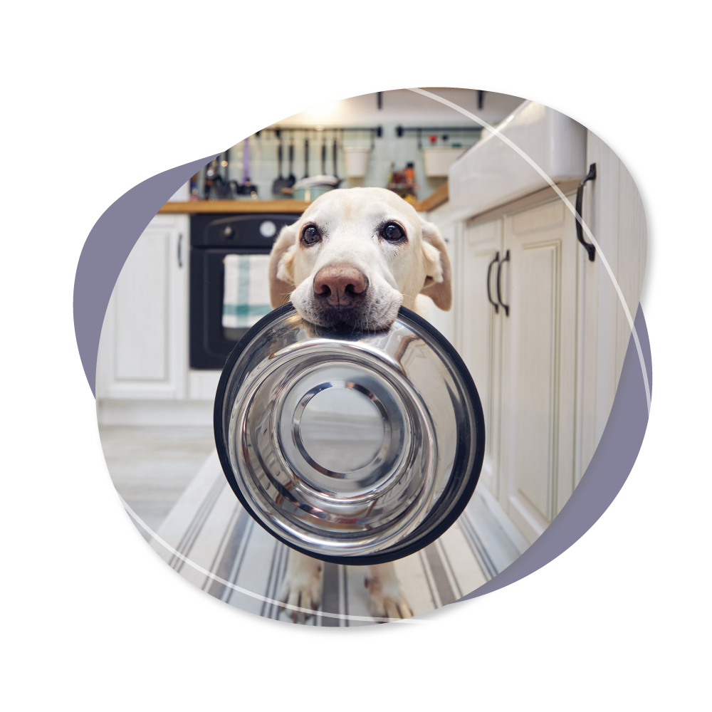Feeding-The-Dog